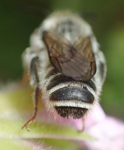 Réf. 260 251 : Megachile ericetorum